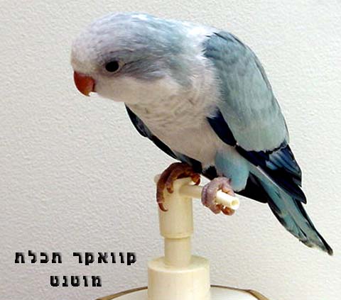 קוואקר תכלת (מוטציה).jpg